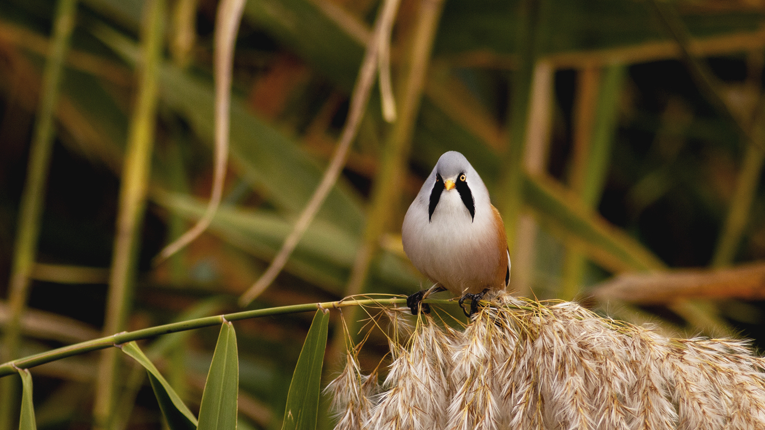 Bearded Reedling — Ana fotoğraf